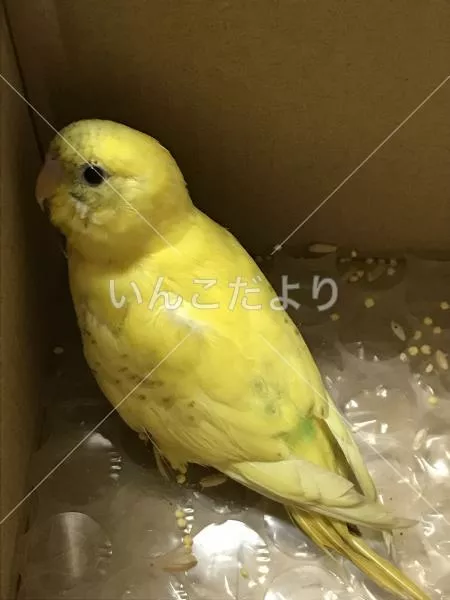 コメントの画像