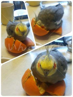 コメントの画像