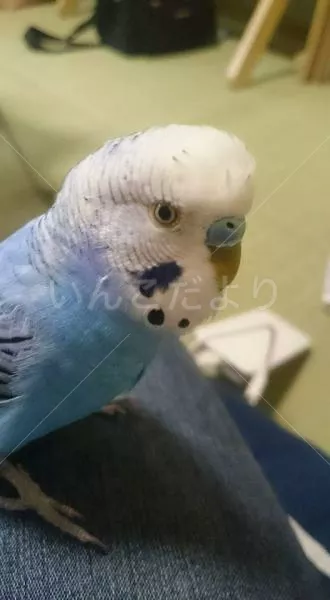 コメントの画像