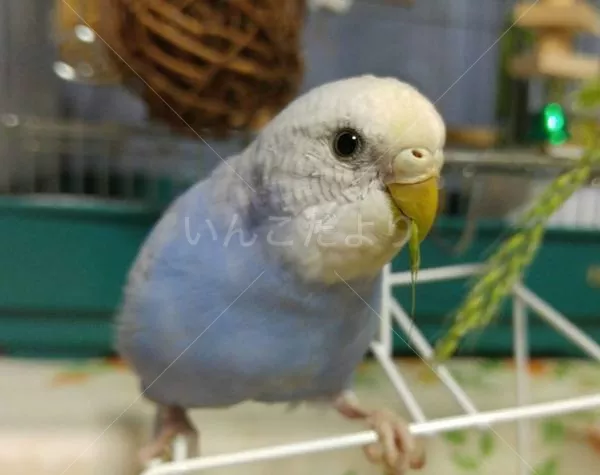 コメントの画像