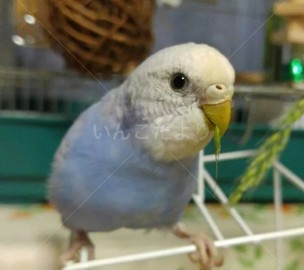 コメントの画像