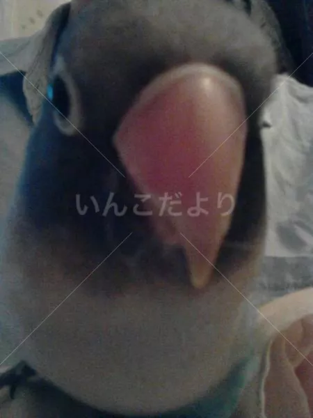 コメントの画像