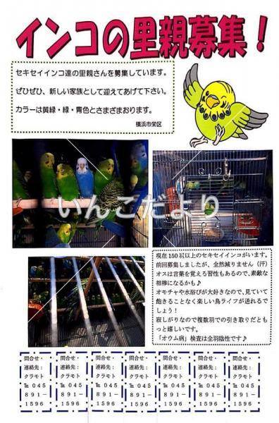 コメントの画像