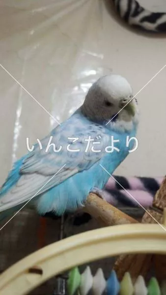 コメントの画像