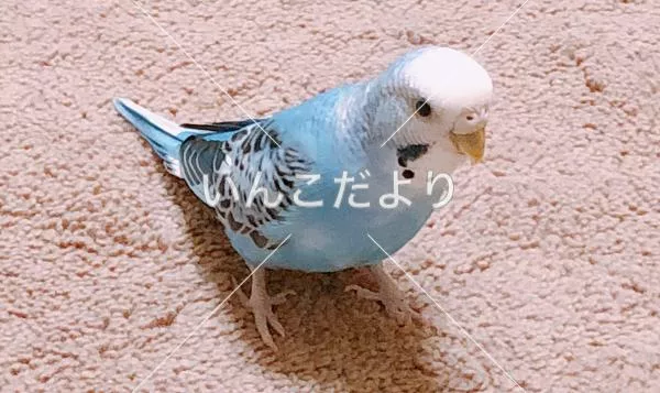 コメントの画像