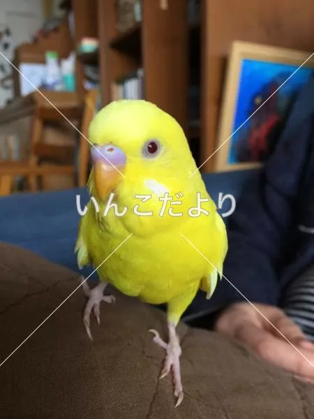 コメントの画像