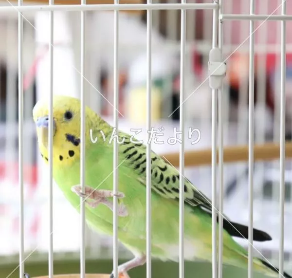 コメントの画像