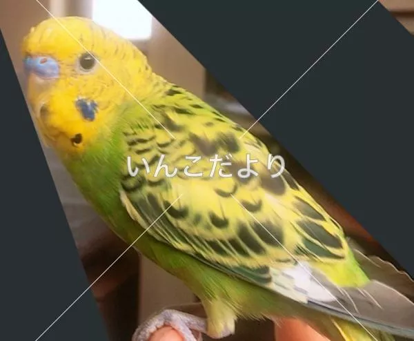 コメントの画像