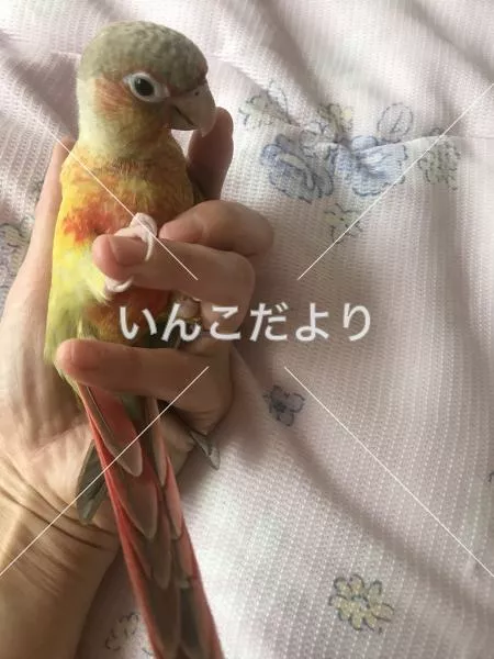 コメントの画像