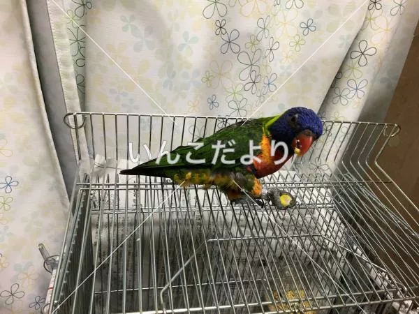 コメントの画像