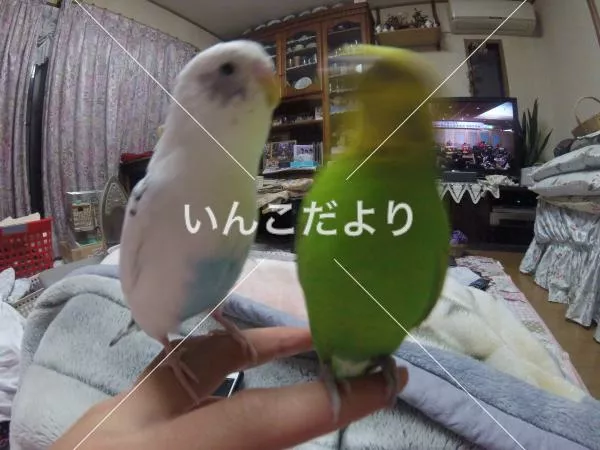 コメントの画像