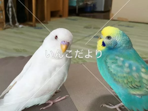 コメントの画像