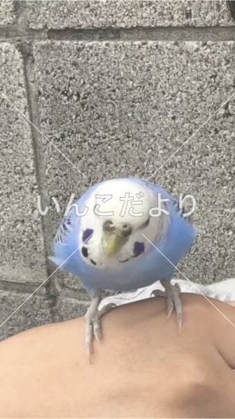 コメントの画像