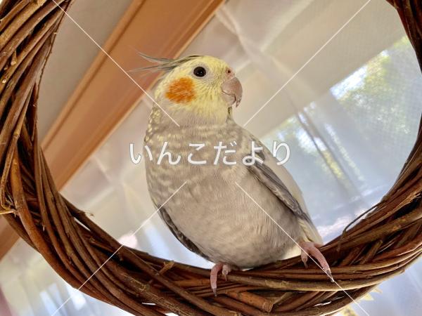 コメントの画像