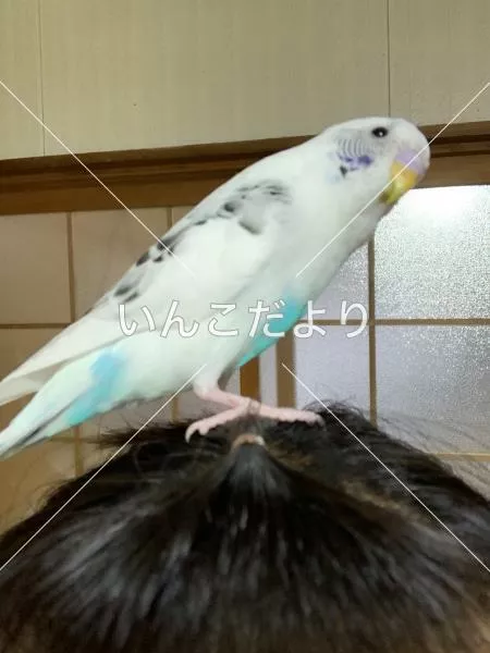 コメントの画像