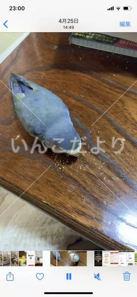 コメントの画像