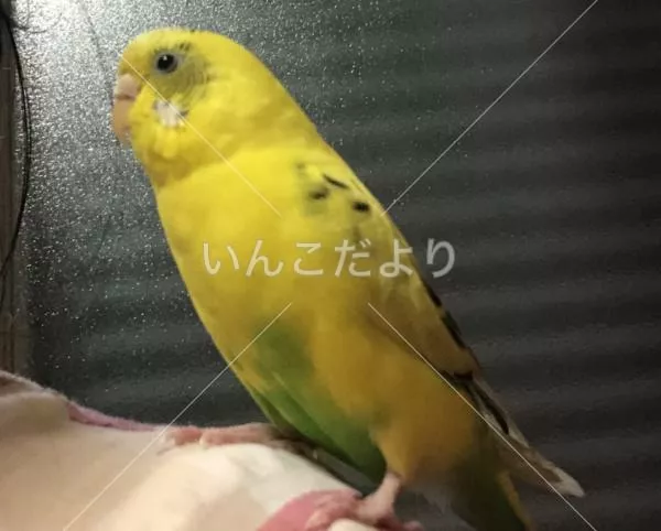 コメントの画像