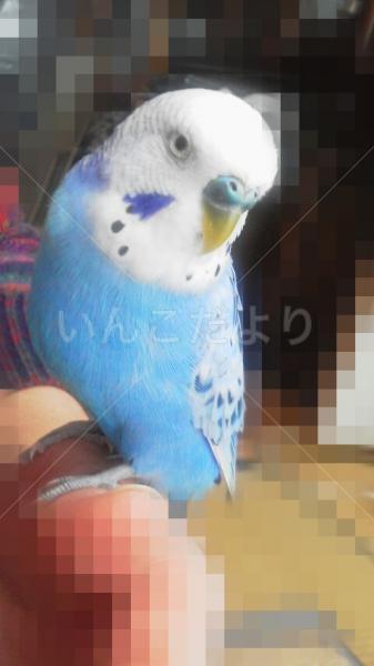コメントの画像
