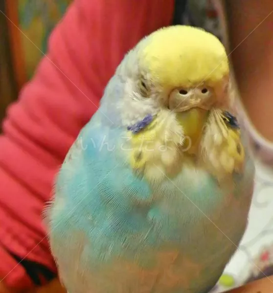 コメントの画像