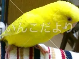 コメントの画像