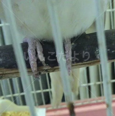 コメントの画像