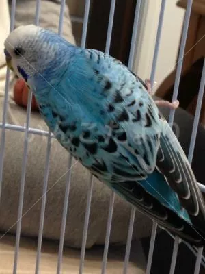 コメントの画像