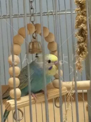 コメントの画像