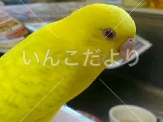 コメントの画像