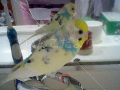 コメントの画像