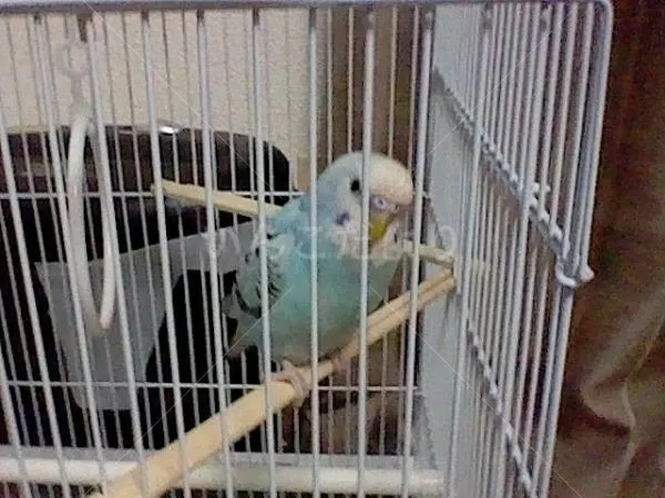 コメントの画像