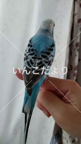 コメントの画像