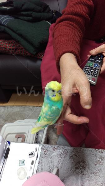 コメントの画像