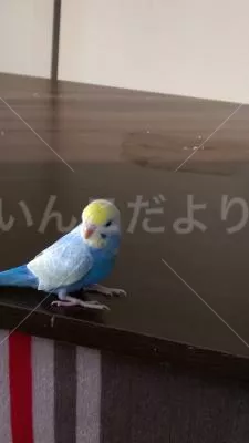 コメントの画像