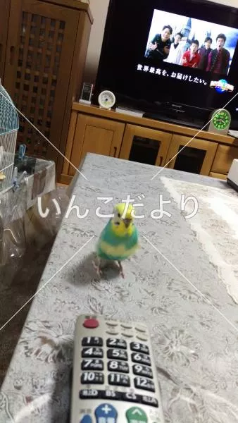 コメントの画像