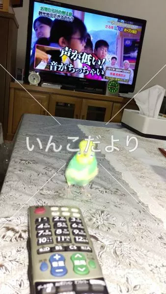 コメントの画像