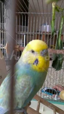 コメントの画像