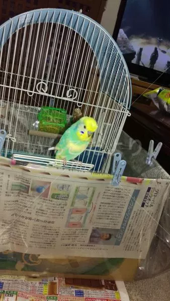 コメントの画像