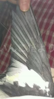 コメントの画像