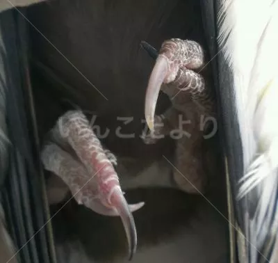 コメントの画像