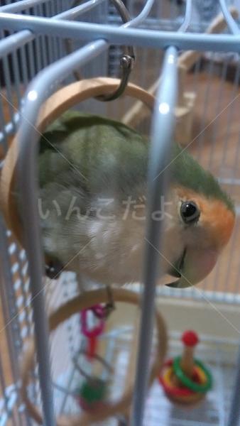 コメントの画像