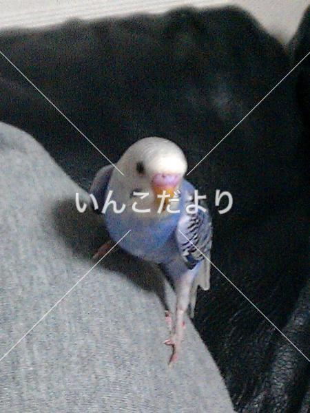 コメントの画像