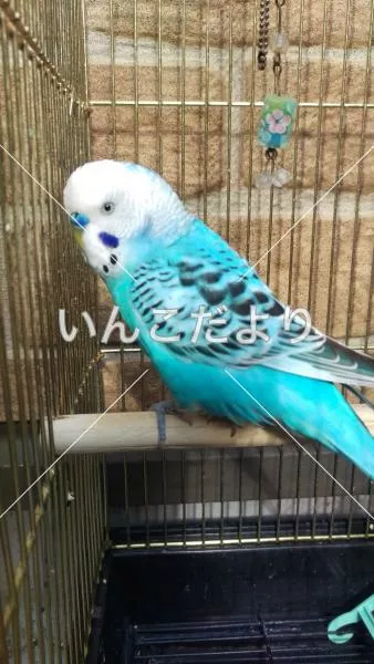 コメントの画像