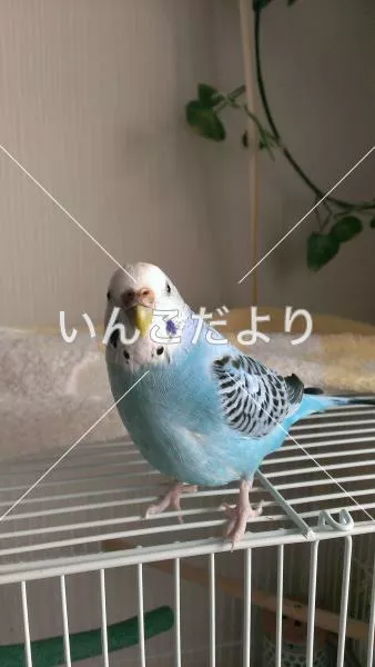 コメントの画像