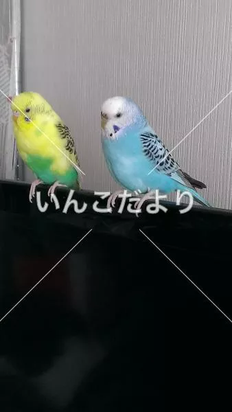 コメントの画像