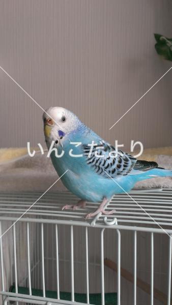 コメントの画像