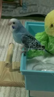 コメントの画像