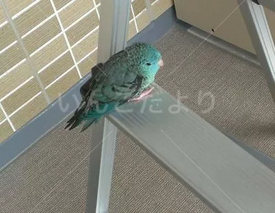 コメントの画像