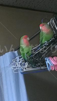 コメントの画像