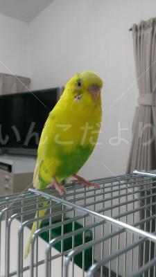 コメントの画像