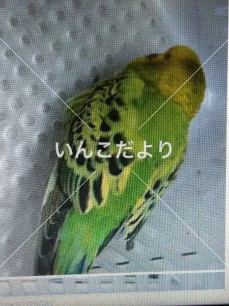 コメントの画像